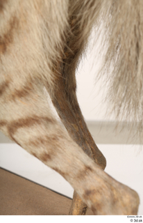 Striped Hyena Hyaena hyaena leg 0061.jpg